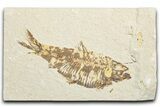 Detailed Fossil Fish (Knightia) - Wyoming #346032-1